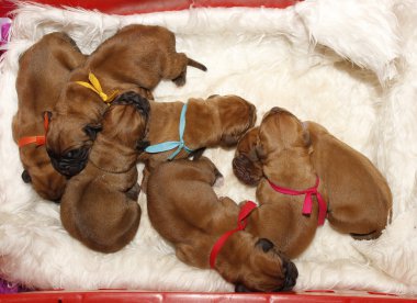 Dogue de Bordeaux - bir günlük yavru