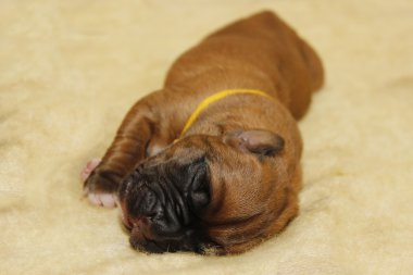 Dogue de Bordeaux bir günlük yavru