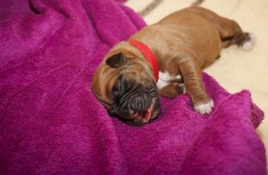 Dogue de Bordeaux bir günlük yavru