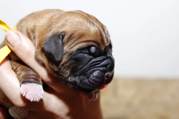 Dogue de Bordeaux - Cãozinho de dez minutos — Fotografia de Stock