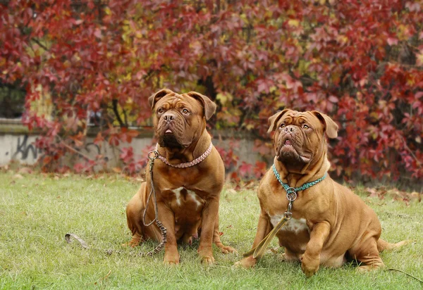 Dog Dogue de Bordeaux - Espécime perfeito — Fotografia de Stock