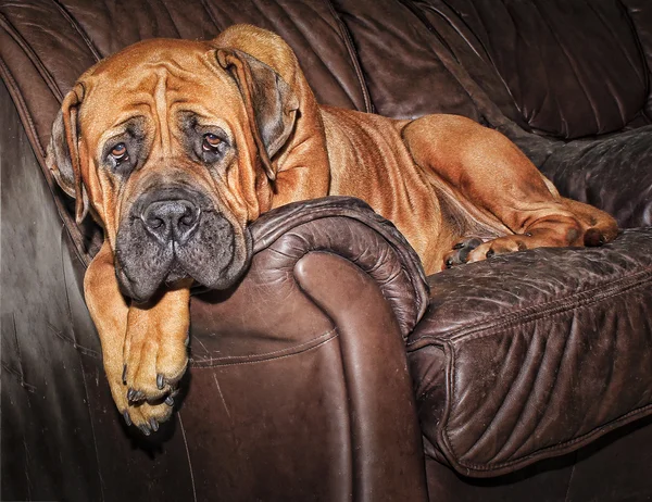 南アフリカ boerboel — ストック写真