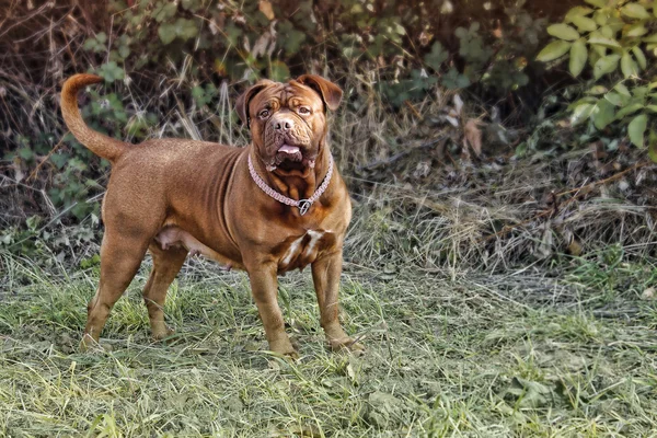 Dog Dogue de Bordeaux - Perfect specimen — Stock Photo, Image