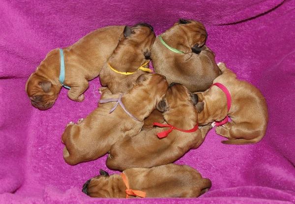 Dogue de Bordeaux - Chiots d'un jour — Photo