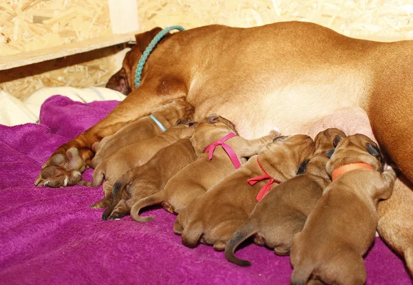 Mulher em lactação - Dogue de Bordeaux — Fotografia de Stock