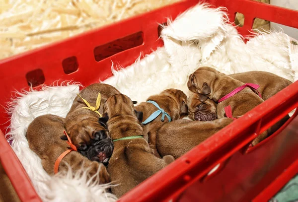 Dogue de Bordeaux - Um dia de idade cachorros — Fotografia de Stock