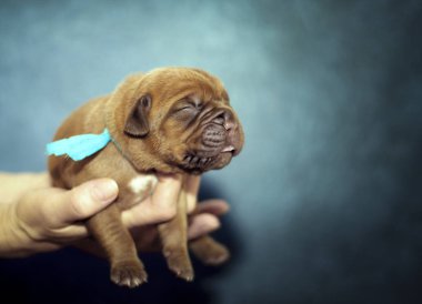 Dogue de Bordeaux - Puppies - 6 days