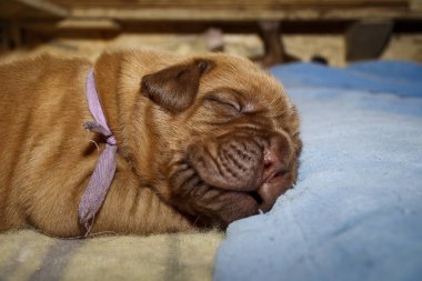 Dogue de Bordeaux - Puppies - Age 11 days