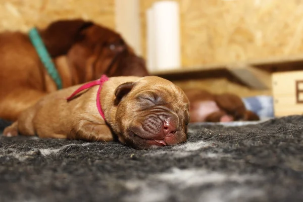 Dogue de Bordeaux - Puppies — Stock Fotó