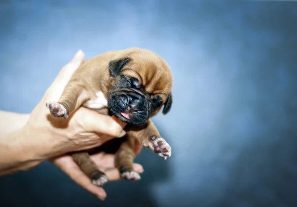 Dogue de Bordeaux - Puppies - 6 days — Stock fotografie