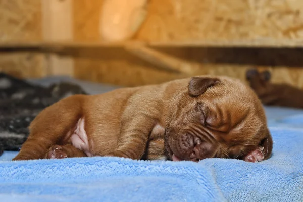 Dogue de Bordeaux - valpar - 7 dagar gammal — Stockfoto