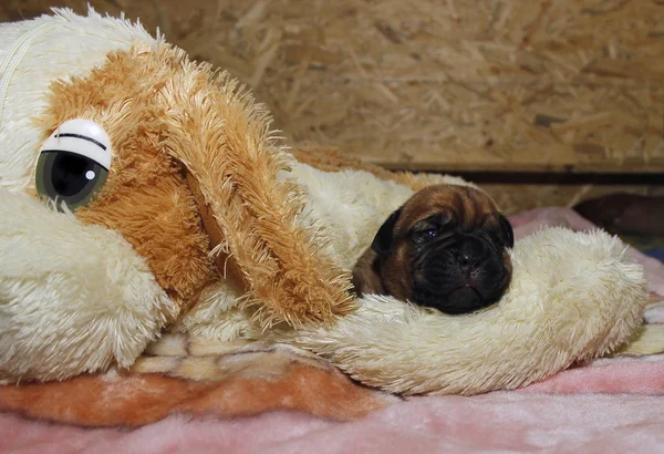 Ντογκ ντε Μπορντώ - σκυλάκια - 10 ημερών από τη γέννηση — Φωτογραφία Αρχείου