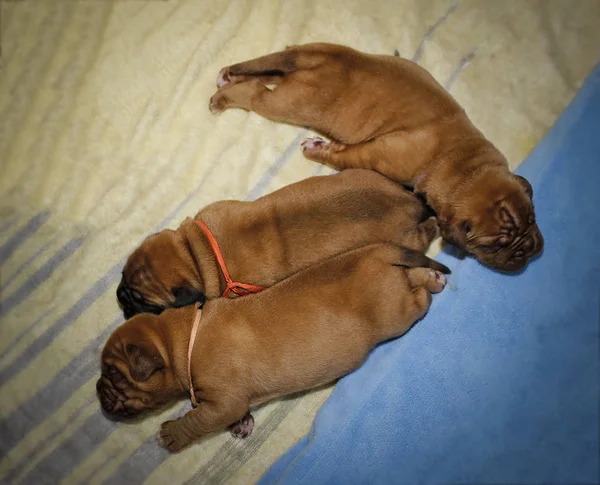 Dogue de Bordeaux - Cachorros - Idade 11 dias — Fotografia de Stock
