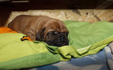 Dogue de Bordeaux - Puppies