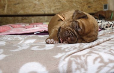 Dogue de Bordeaux - Puppies
