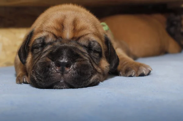 Dogue de Bordeaux - Puppies — стокове фото