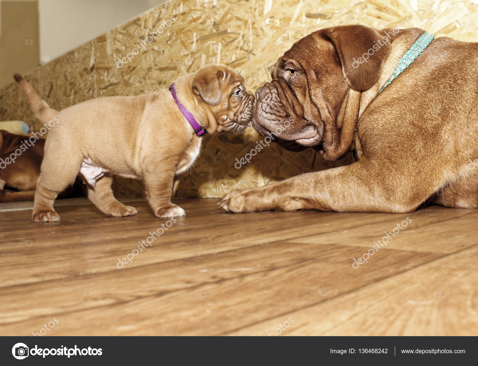 Dog De Boux lupon.gov.ph