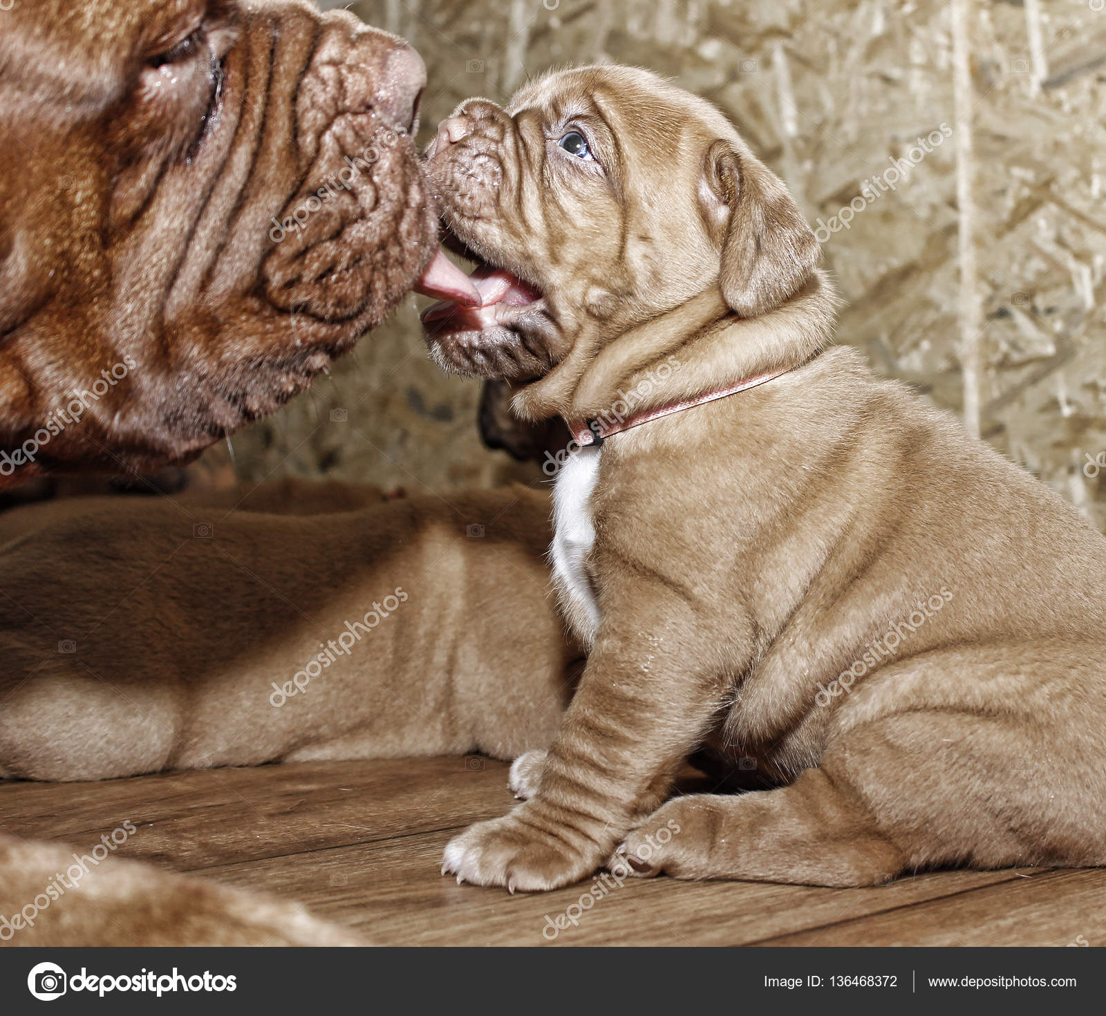 Dogue 드 보르도-강아지와 그의 어머니 — 스톡 사진 © JanDix #136468372, image size:1600x1470