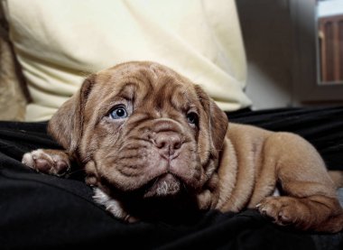 Dogue de Bordeaux small puppy