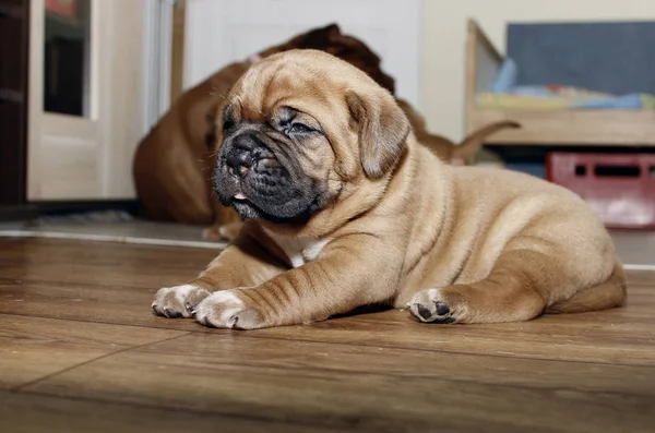 Dogue de Bordeaux - Puppies — 图库照片