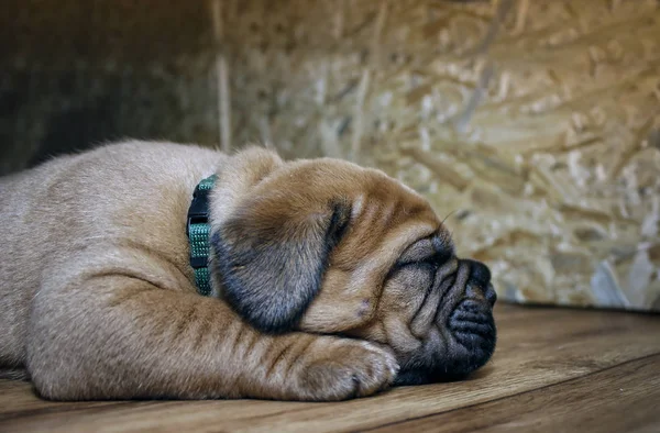 Dogue de Bordeaux - Puppies — Φωτογραφία Αρχείου