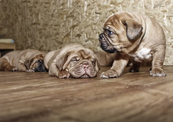 Dogue de Bordeaux - Cachorros — Fotografia de Stock