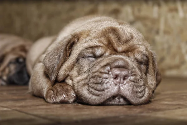 Dogue de Bordeaux - Puppies — Zdjęcie stockowe