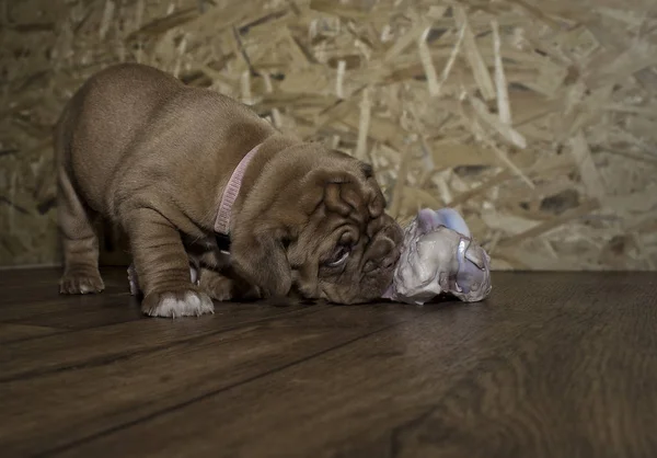 Filhotes de cachorro Dogue de Bordeaux — Fotografia de Stock