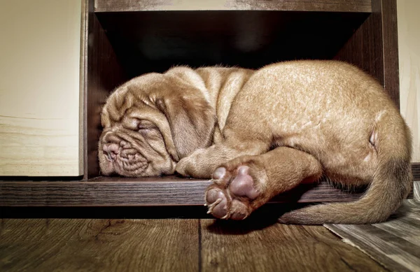 Dogue de Bordeaux small puppy — Stockfoto