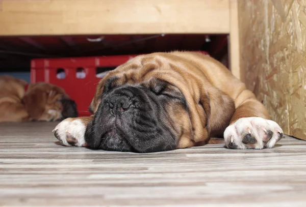 Dogue de Bordeaux small puppy — ストック写真