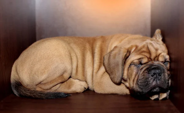 Dogue de Bordeaux small puppy — ストック写真