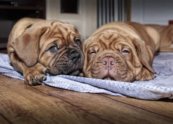 Dogue de Bordeaux - Two puppies — Stockfoto