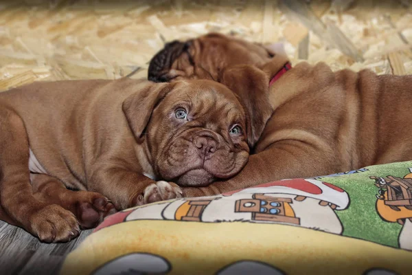 Dogue de Bordeaux - Two puppies — Φωτογραφία Αρχείου