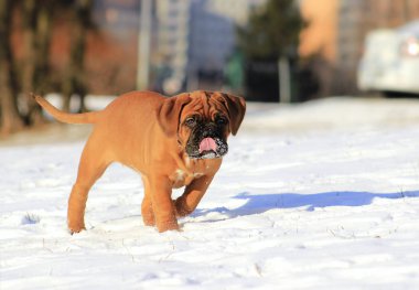 Dogue de Bordeaux - Yavru Köpek