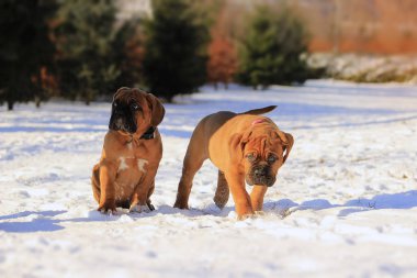 Dogue de Bordeaux - Yavru Köpek