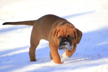 Dogue de Bordeaux - Yavru Köpek