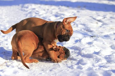Dogue de Bordeaux - Yavru Köpek