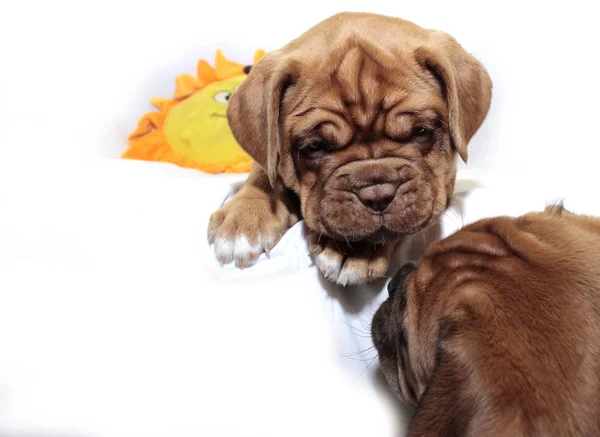 Dogue de bordeaux — Zdjęcie stockowe