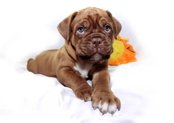 Dogue de Bordeaux — Stock Photo, Image