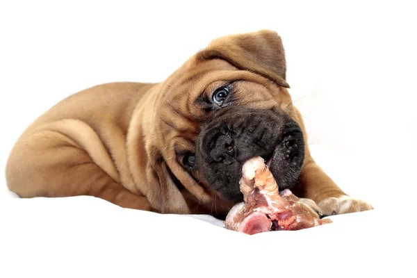 Dogue de Bordeaux - Small puppy — ストック写真