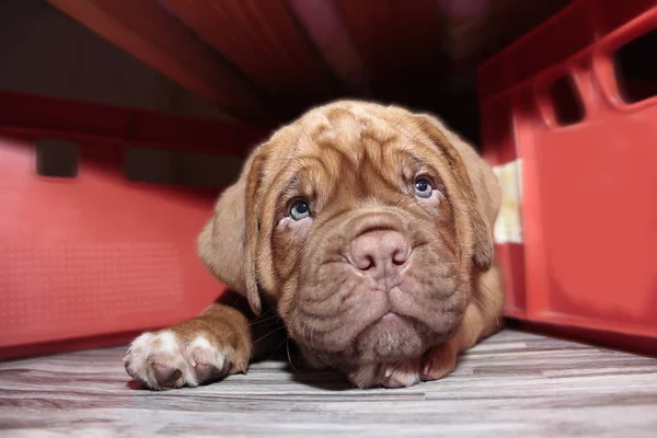 Dogue de Bordeaux - Little puppy — ストック写真