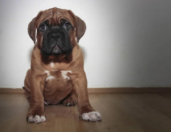 Dogue de Bordeaux - Little puppy — Stock Fotó