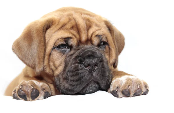 Dogue de bordeaux — Stockfoto