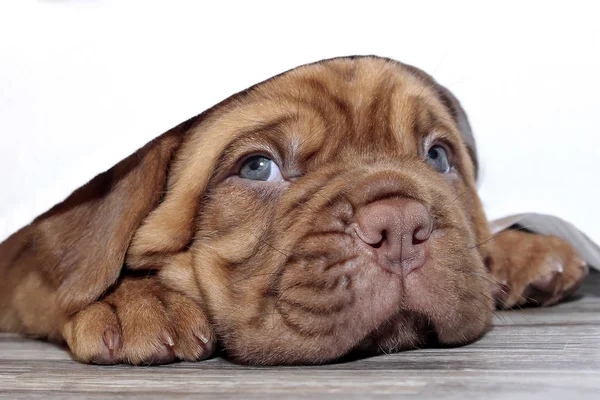 Dogue de Bordeaux - Filhote de cachorro — Fotografia de Stock