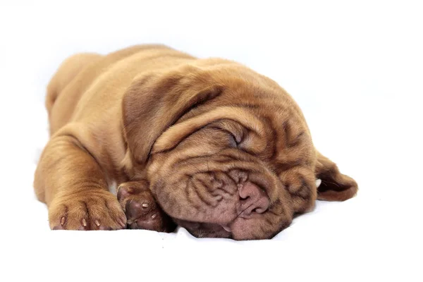 Dogue de Bordeaux -小狗 — 图库照片