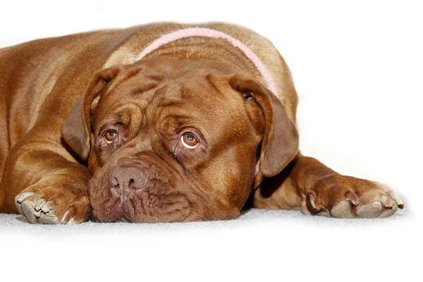 Dogue de Bordeaux kvinnliga - porträtt huvud — Stockfoto