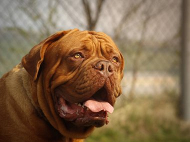 Dogue de Bordeaux - güzel büyük kafa