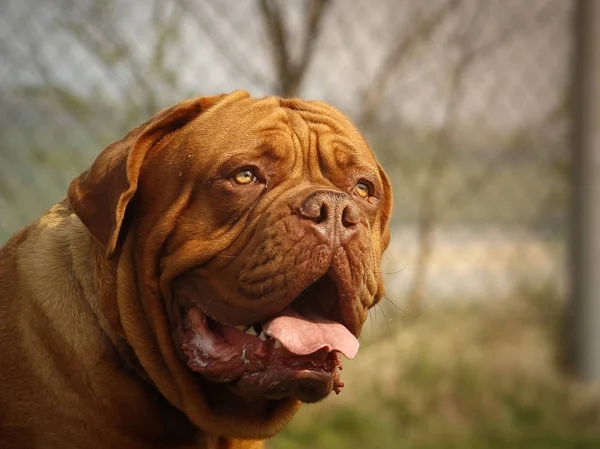 Dogue de Bordeaux - krásná velká hlava — Stock fotografie