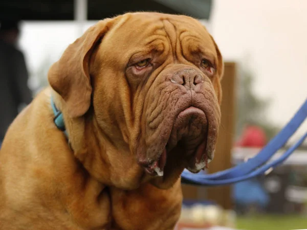 Velký pes - Bordeaux doga — Stock fotografie