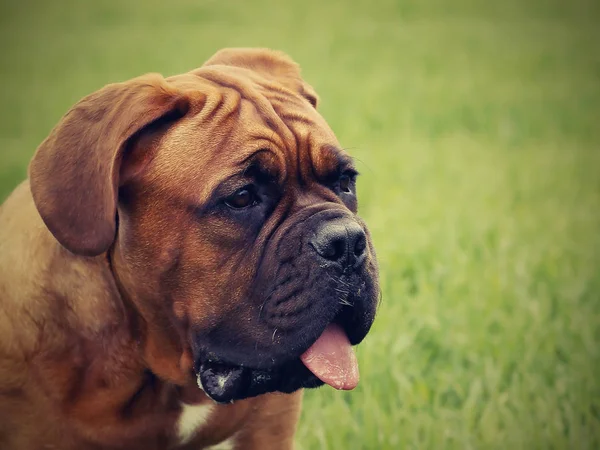 Gran perro - Burdeos mastín —  Fotos de Stock